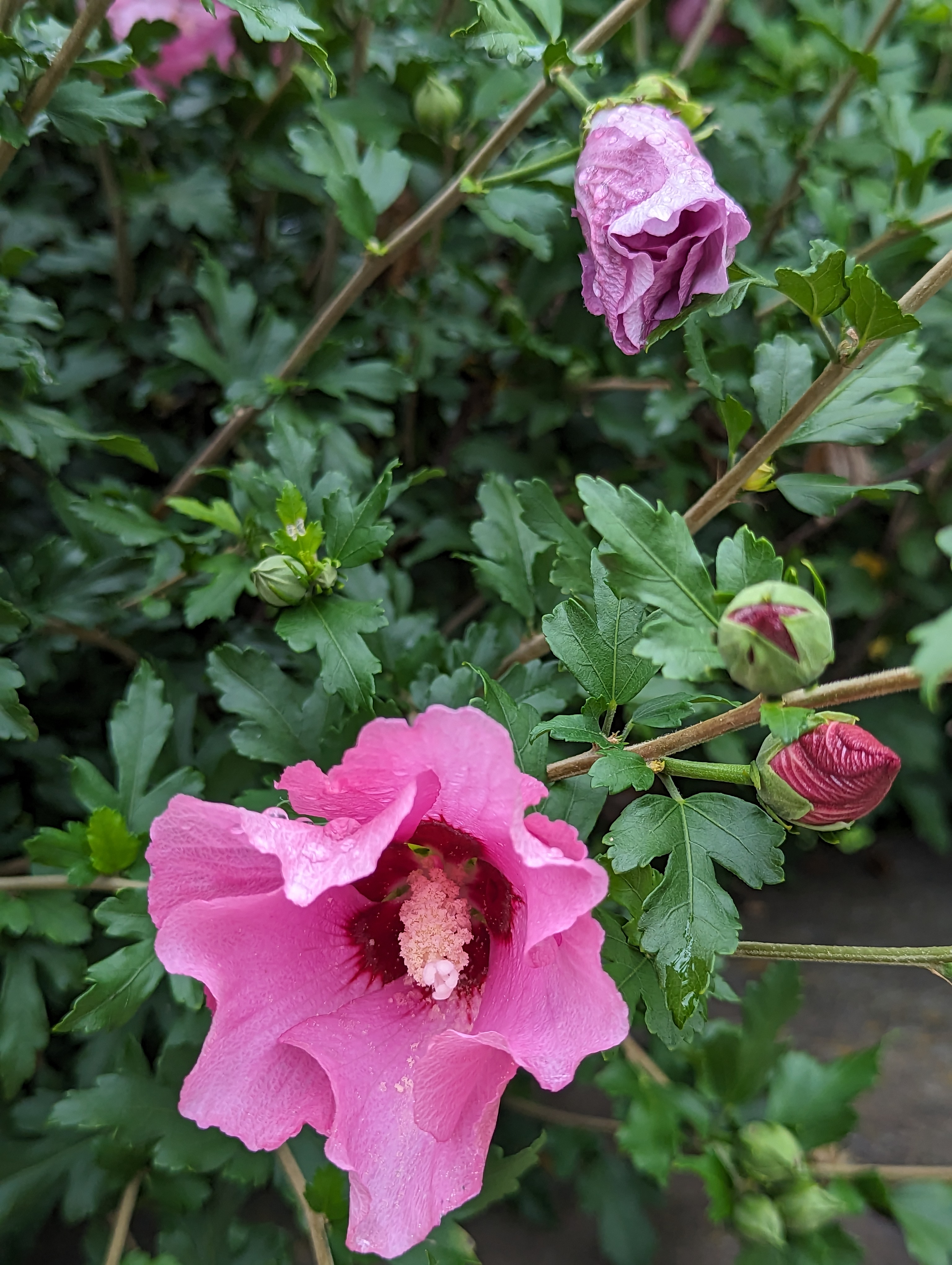 Pink habiscus flowers that are dripping from the rain