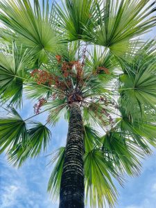 Palm tree with fruits.