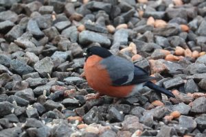 Male Bullfinch standing in gravel while feeding