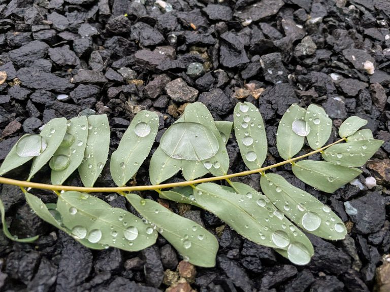 A leaf with rain drops on them.