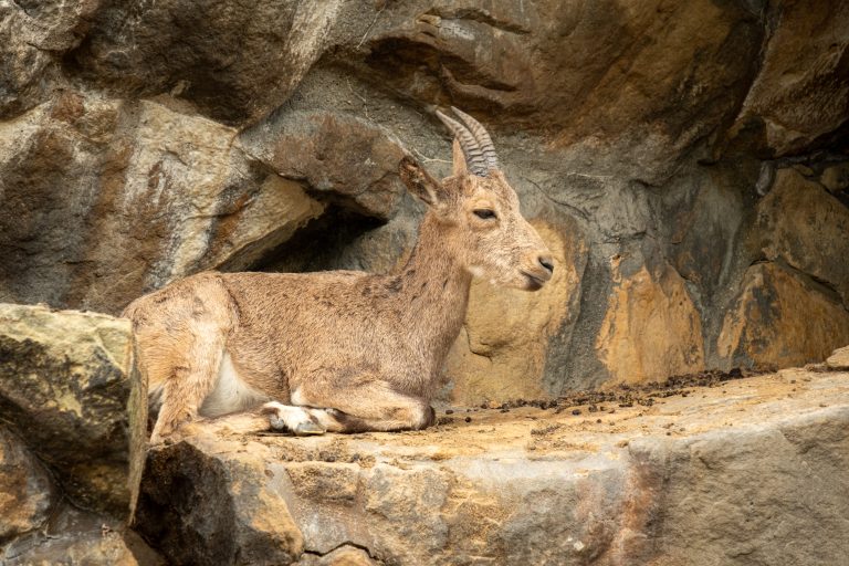 A mountain goat resting at Berlin Zoo.