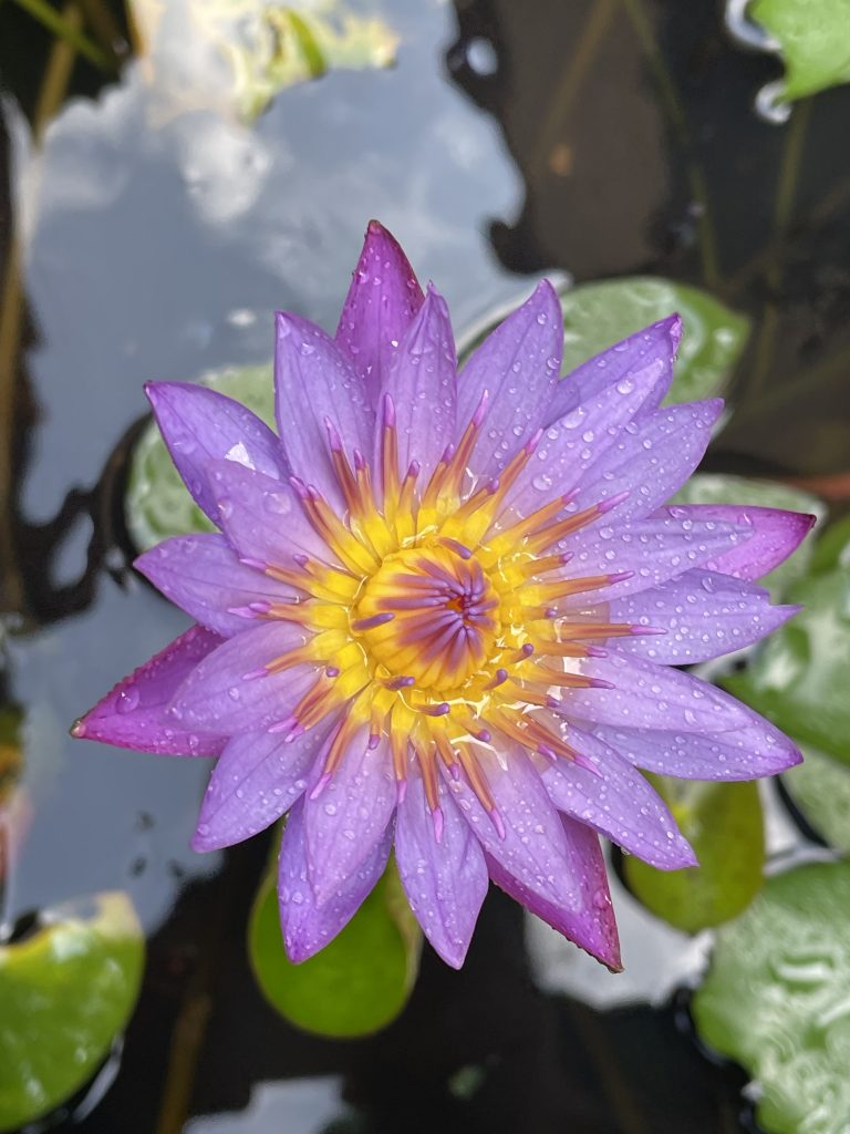 Rain drops in the Water lily flower. From a Monsoon day in our garden. Perumanna, Kozhikode, Kerala.