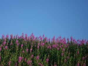 Rose Bay Willow Herb