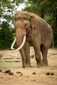 An adult male Asian elephant with long tusks at the Berlin Zoo.

