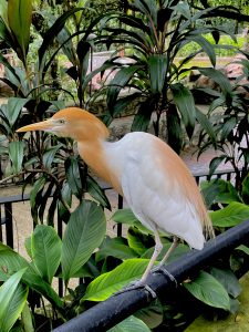 A cattle egret (Bubulcus ibis) of Kuala Lumpur Birds Park, Malaysia.