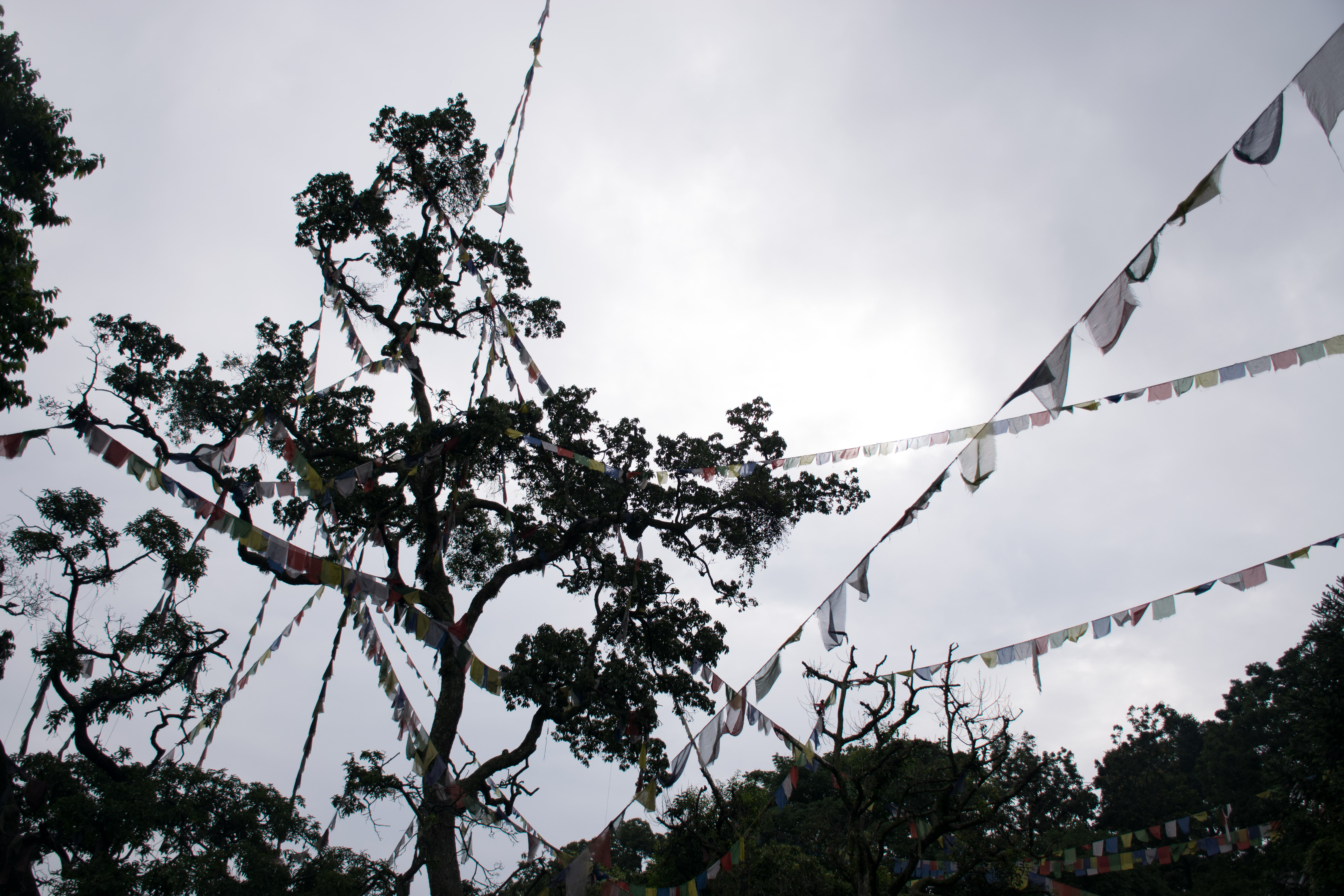 Trees and Prayer Flags