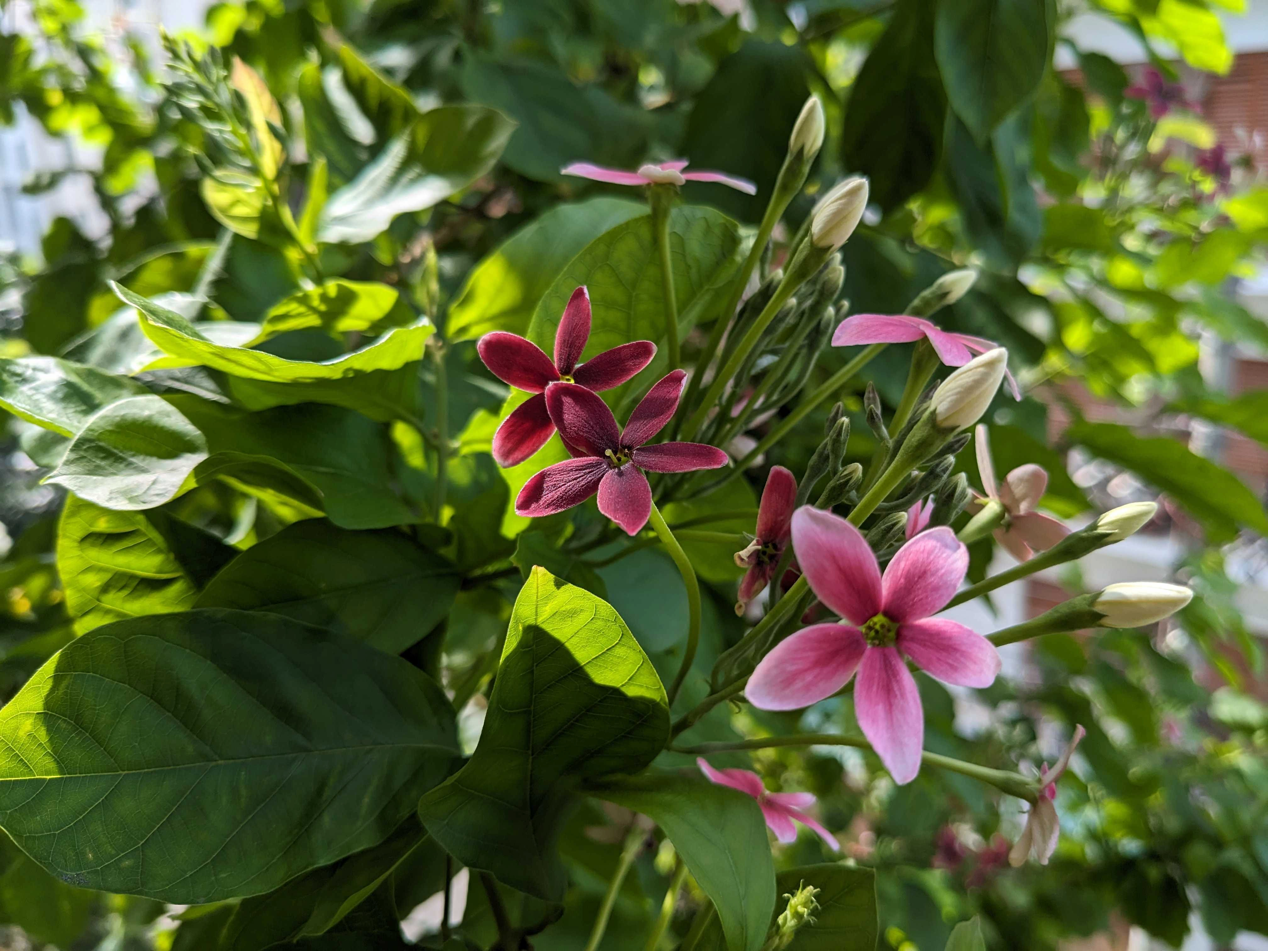 Flower and leaf.