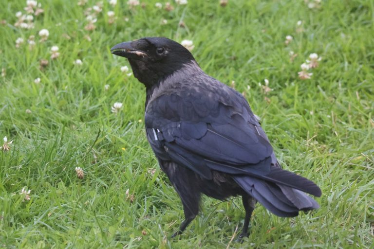 Hooded Crow standing on the lawn