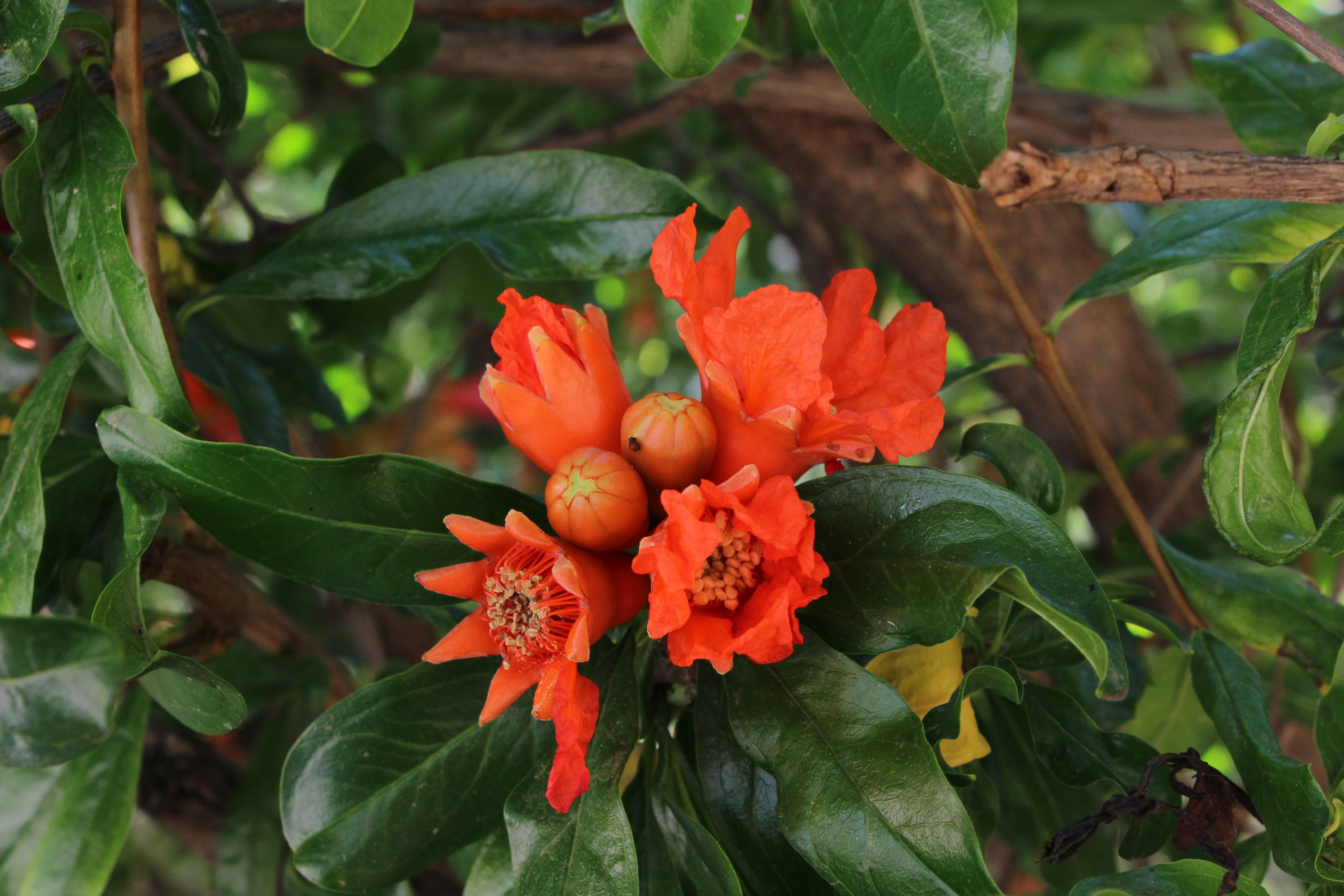 Blooming pomegranate flower with some small pomegranates