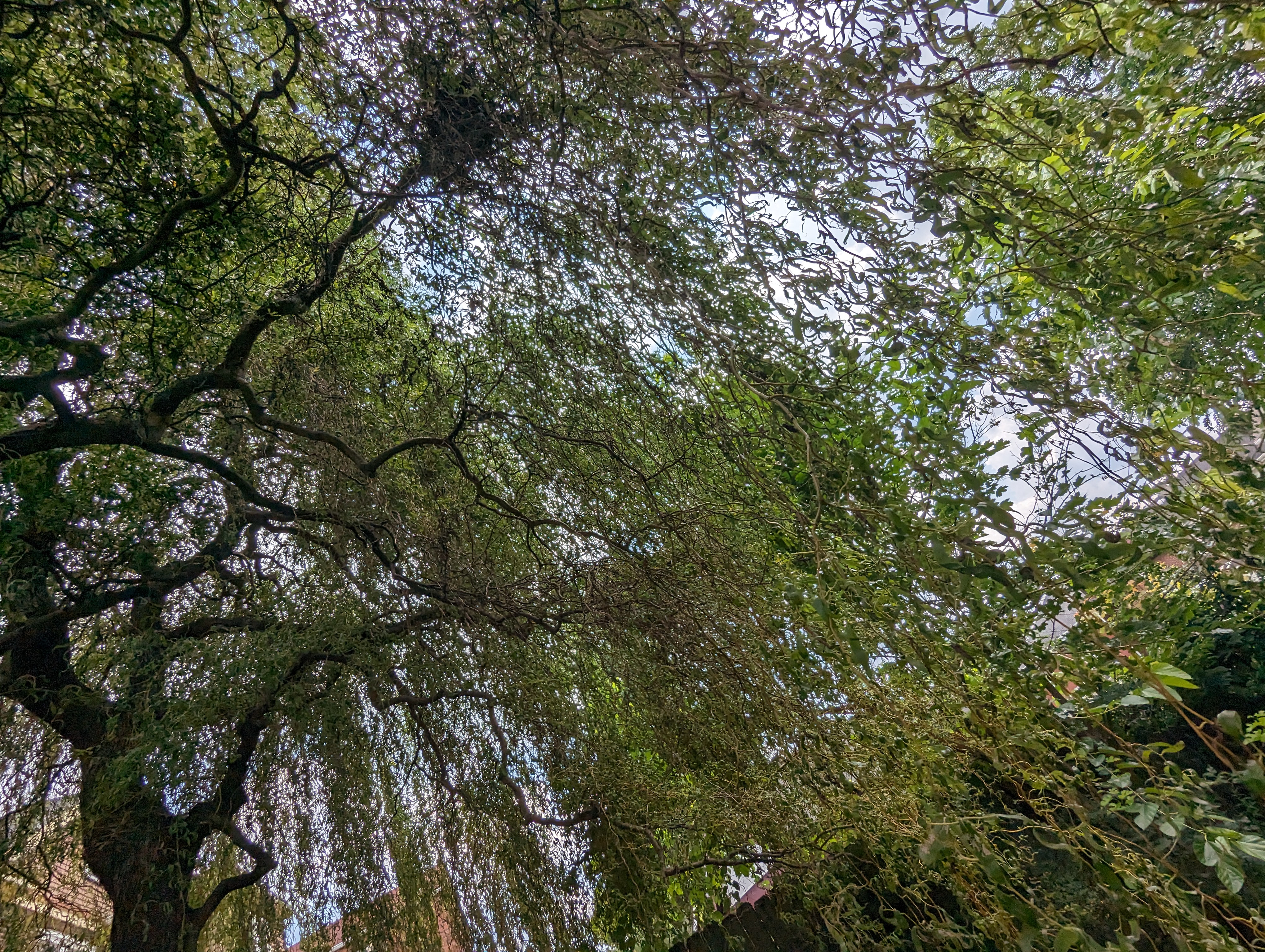 Looking up from the ground into the branches of a willow tree, so thick they almost block the sky.