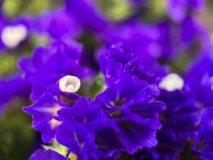 Tiny white cores in purple flowers, like a flower inside a flower.