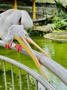 A great white pelican(Pelecanus onocrotalus) aka the eastern white pelican, rosy pelican or white pelican. Mainly found in Africa. The bird is trying to bite the fence. From Kuala Lumpur Bird park, Malaysia.