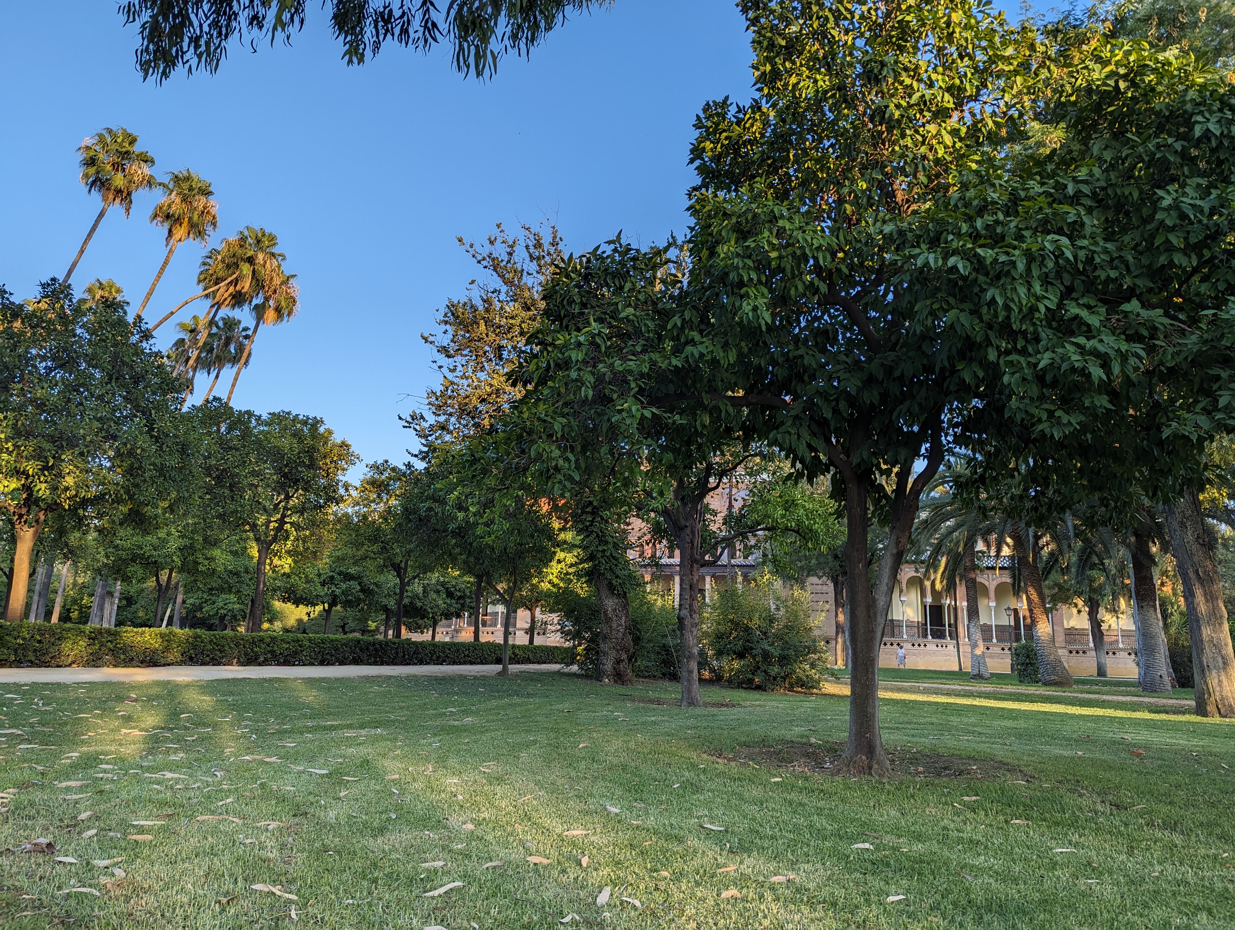 Trees in the front with historical building in the back