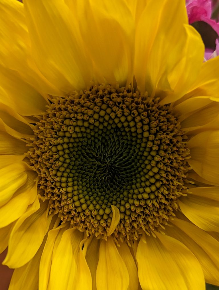 Close up of sunflower