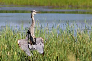 A great blue heron suns its wings at the Montezuma Wildlife Refuge in Central New York, USA.