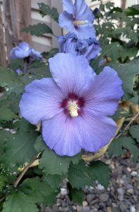 Rose of Sharon flower. Blueish purple with yellow specks