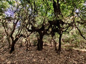 Ghost trees. They're not much taller than a person, and have vines and leaves that clump and could look like the silhouette of a ghost.