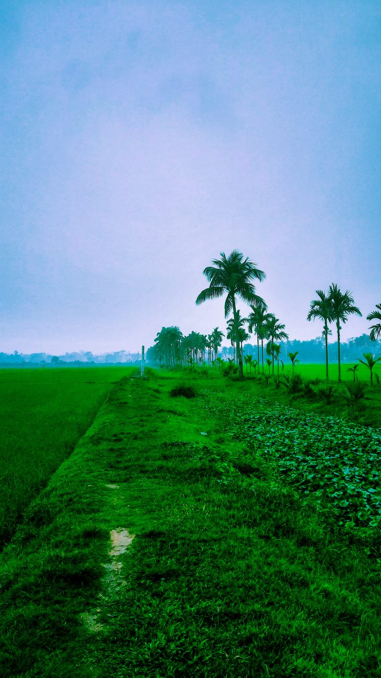 Winter morning in a village. A rich healthy field with palm trees going in a line along the edge,