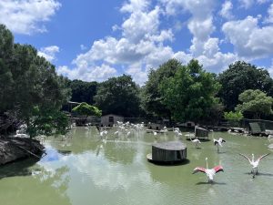 Flamingos Gracefully Frolicking in the Polonezkoy Zoo Lakeside
