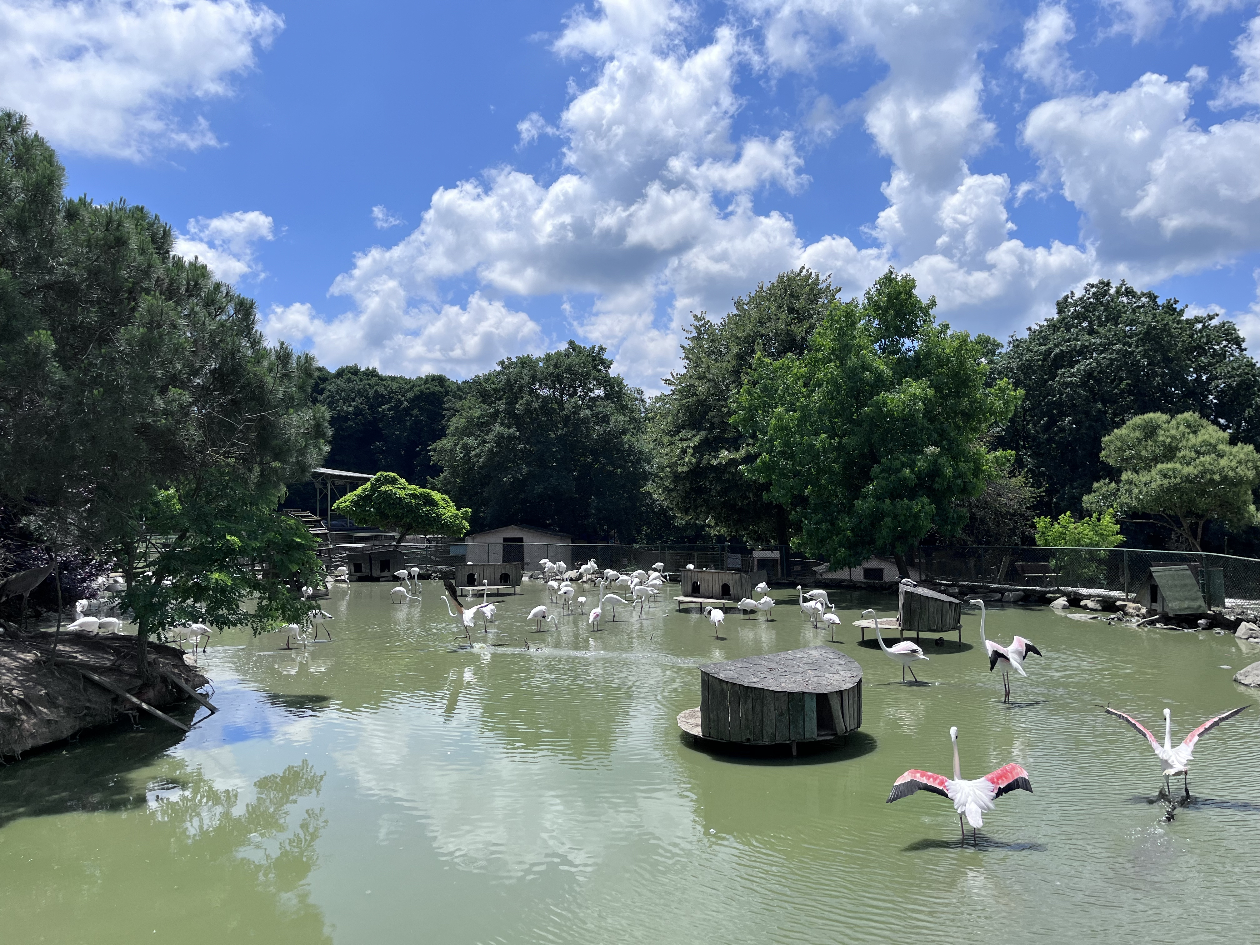 Flamingos Gracefully Frolicking in the Polonezkoy Zoo Lakeside