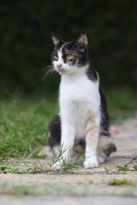 A sitting black white cat
