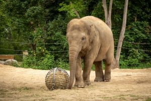 A young Asian elephant playing with a metal ball at Berin Zoo.
