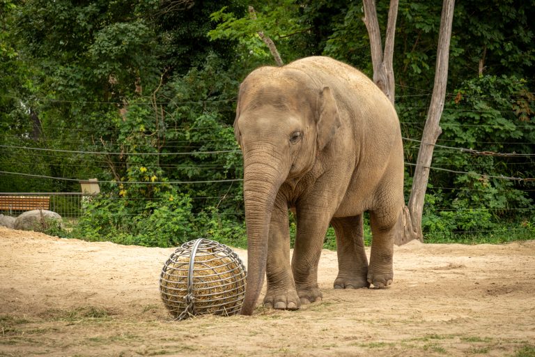 A young Asian elephant playing with a metal ball at Berin Zoo.