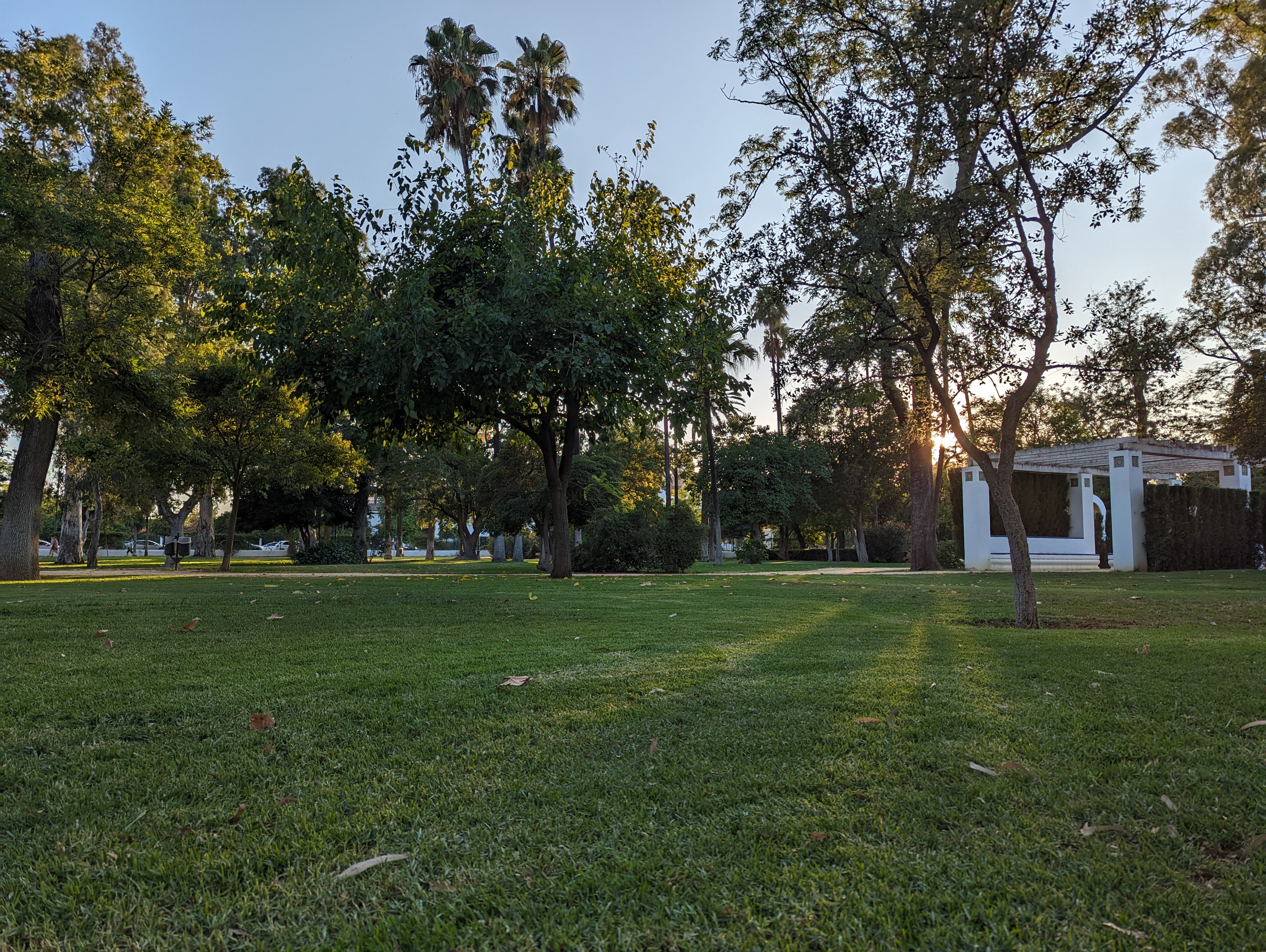Green grasp and trees in a park at sunset