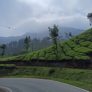 Tea Estate and road in front of it.