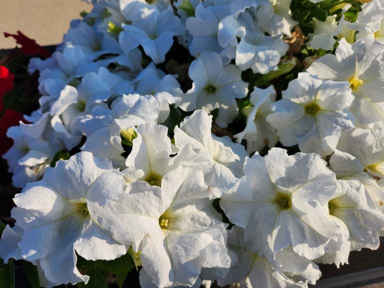 White Petunias