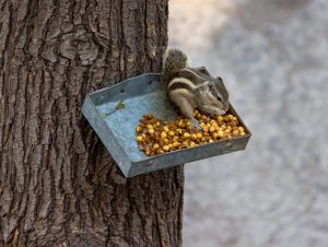 Squirrel eating food from a tray hanging on a tree trunk.
