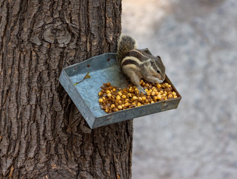 Squirrel eating food from a tray hanging on a tree trunk.