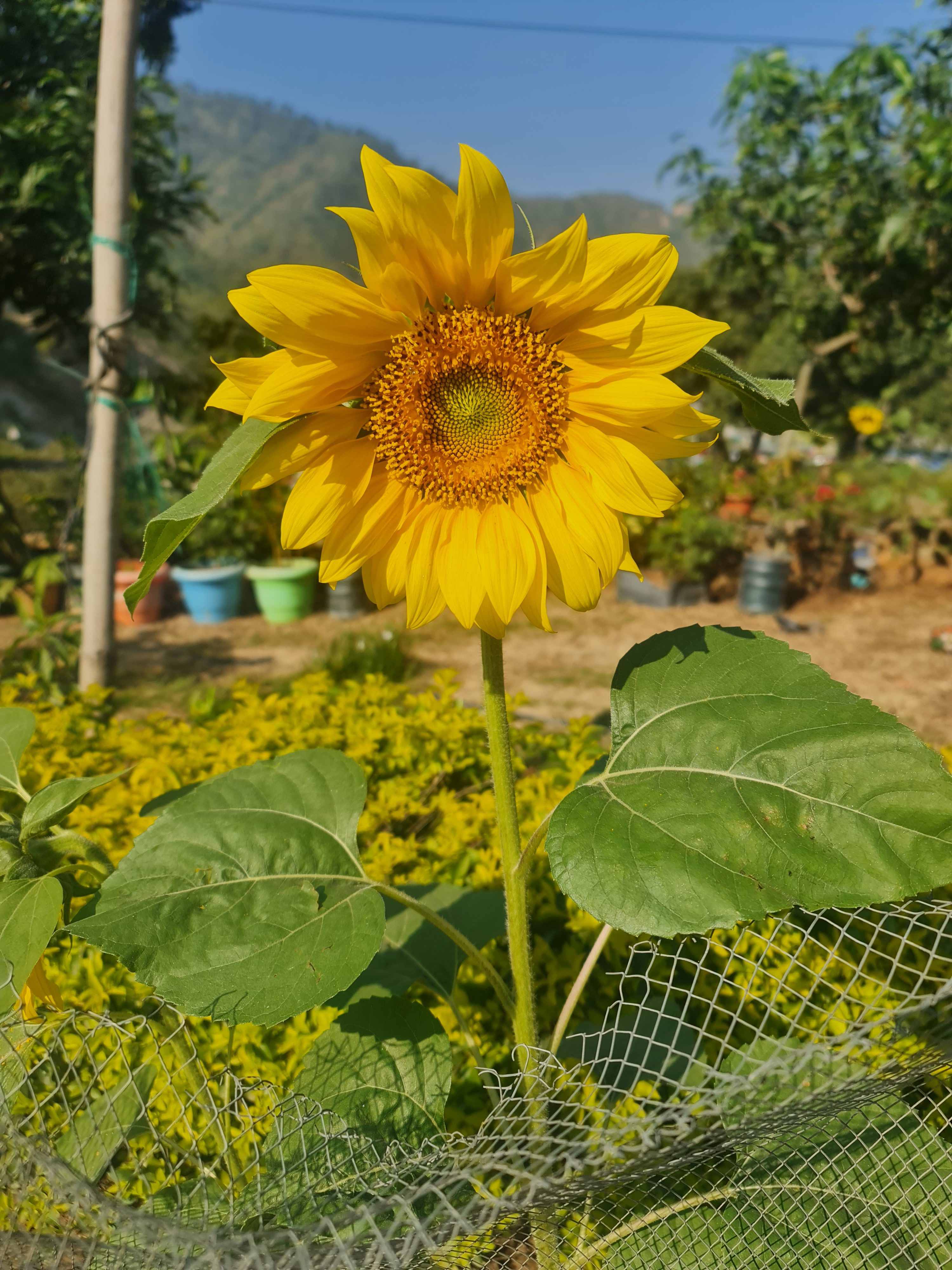 A radiant sunflower, its golden petals dance with the sun, spreading warmth and joy.