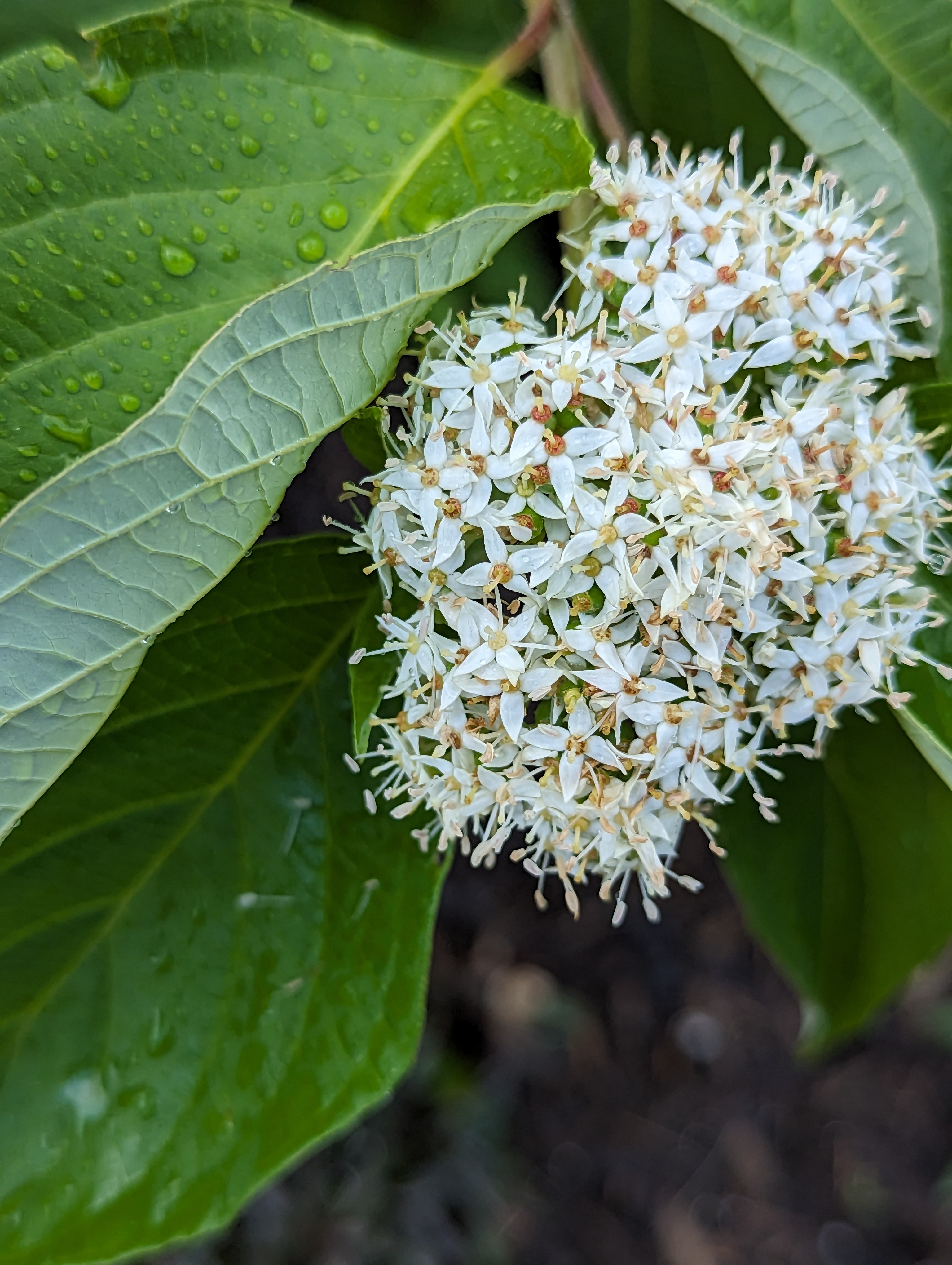 A bundle of tiny white flowers blooming among the green leaves