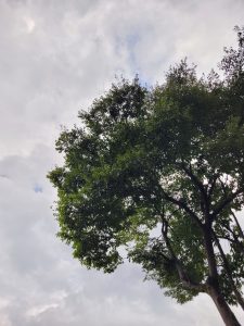 Green Tree with Clouds on Background