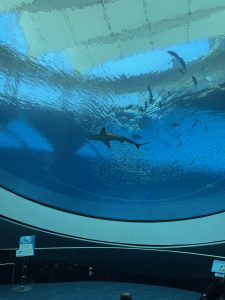 Sharks swimming in large aquarium
