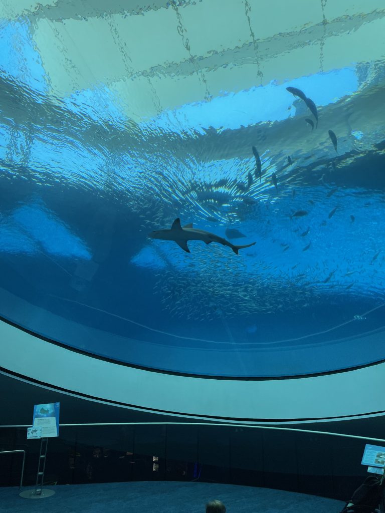 Sharks swimming in large aquarium