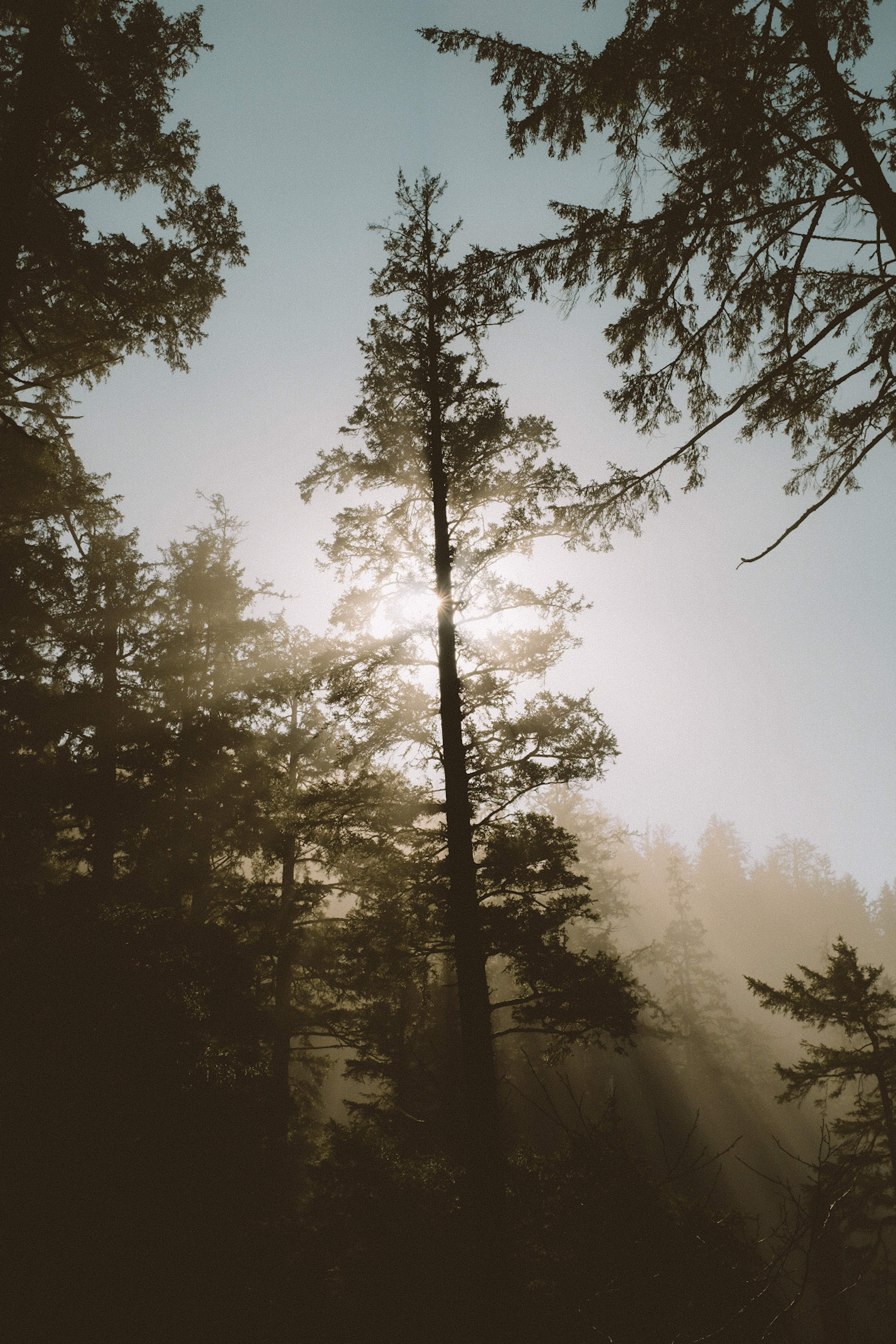 A single tree stands tall as the sun peeks out just to the left, casting rays across the surrounding forest.