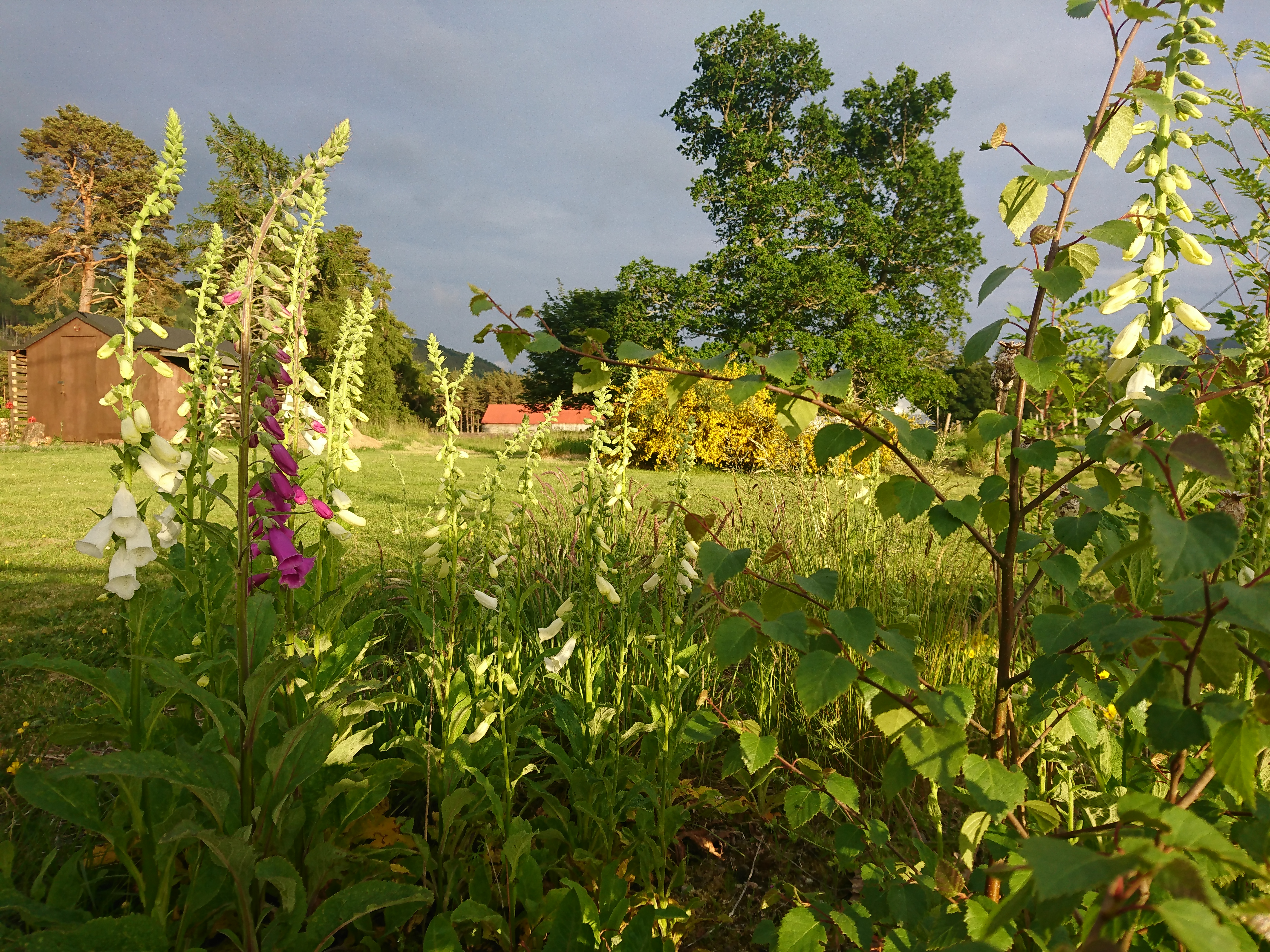Foxgloves in the garden sunshine