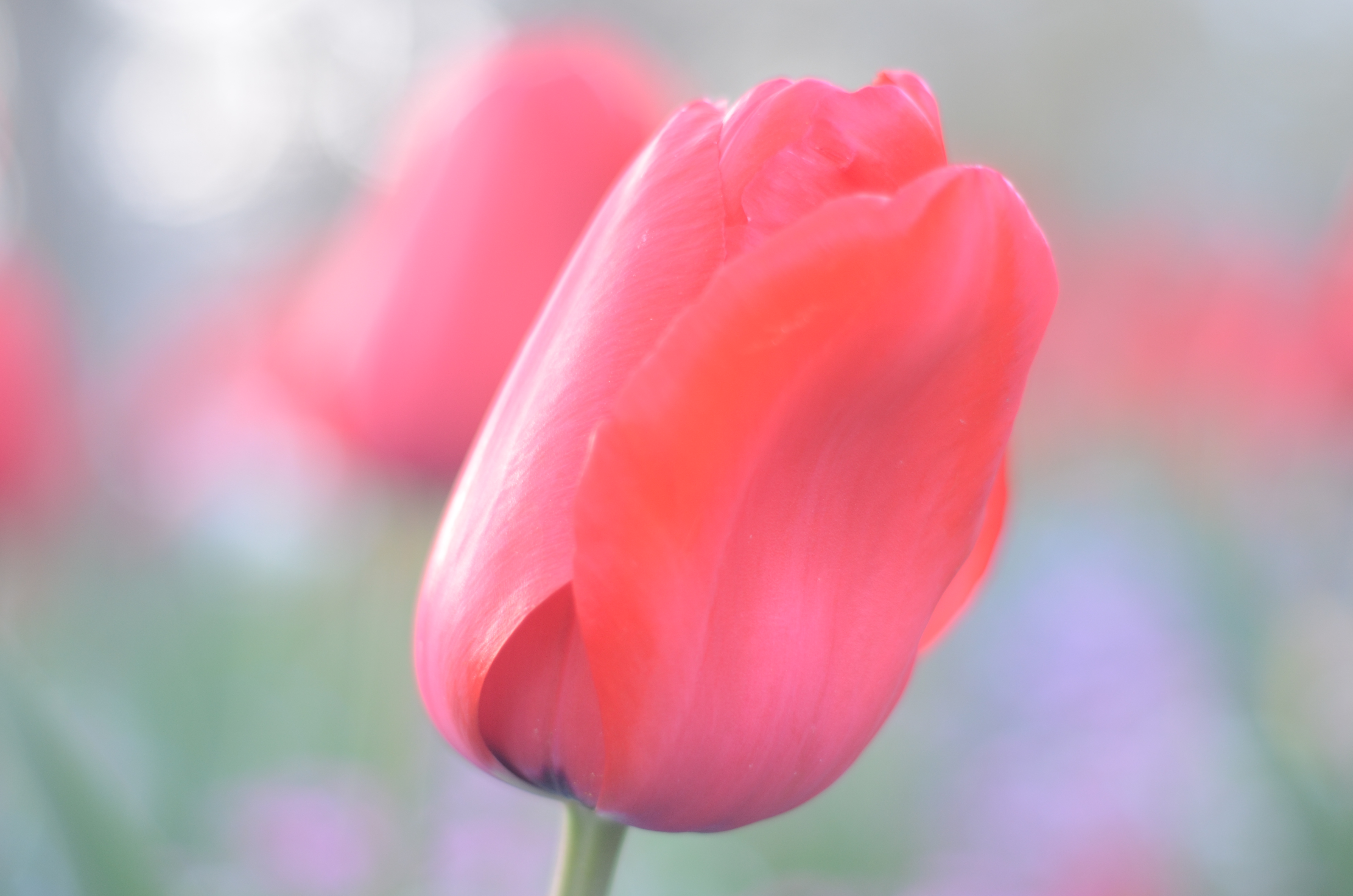 flower, pink, colors, nature