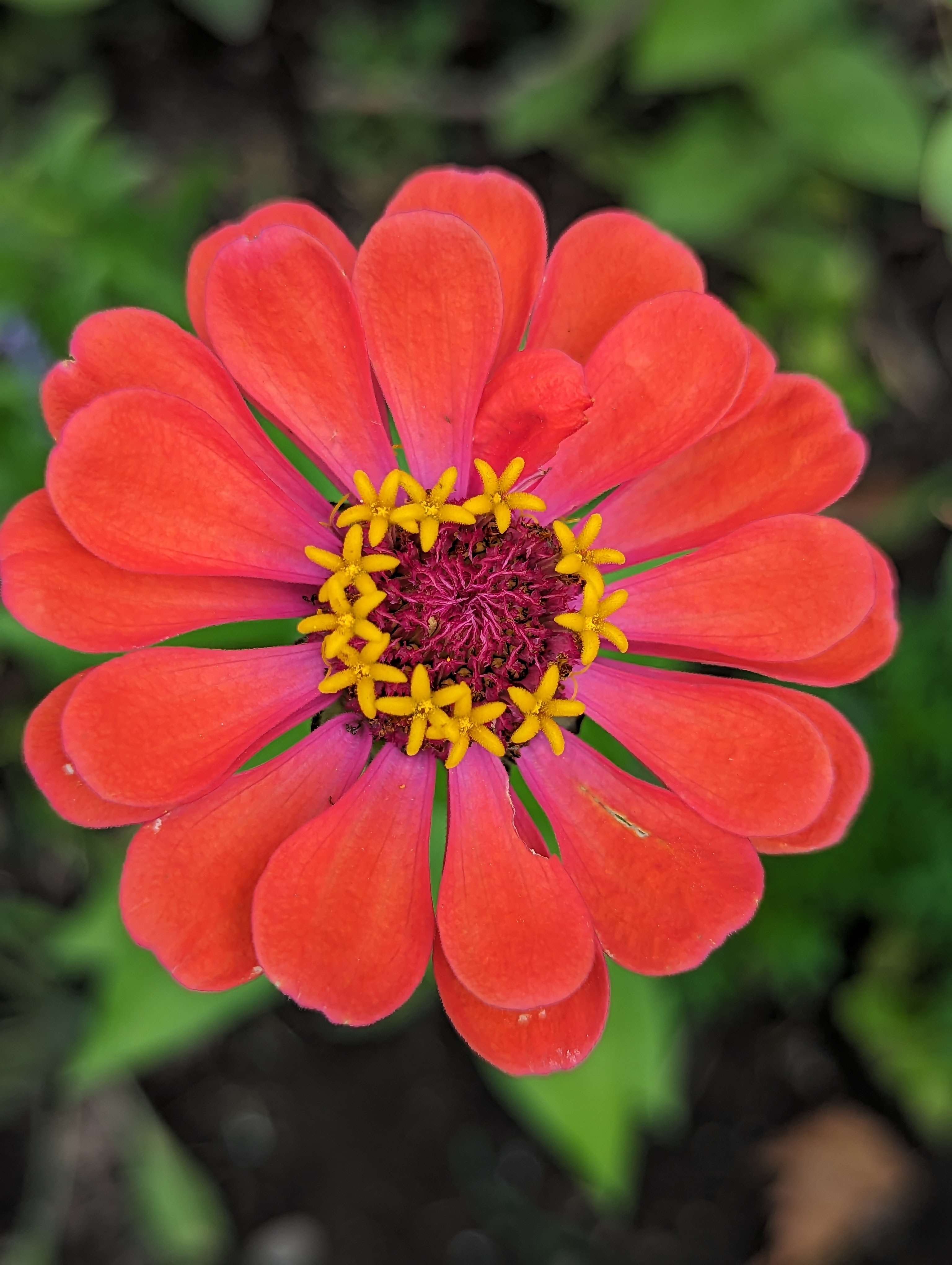 Red zinnia flower with pink in center and yellow buds.