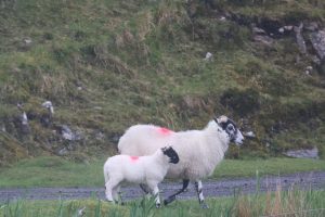 Sheep and her lamb