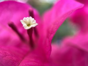 Tiny white center of a pink flower