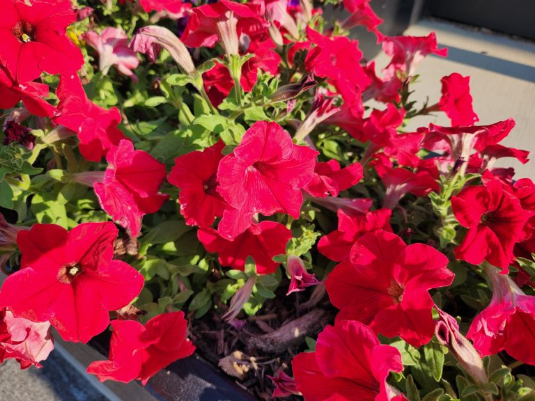 Red Petunias