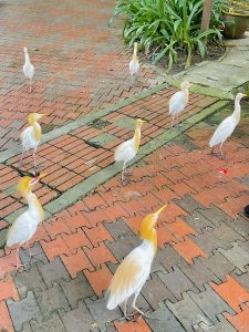 A group of cattle egret(Bubulcus ibis) waiting for feeds. From Kuala Lumpur Birds Park, Malaysia.