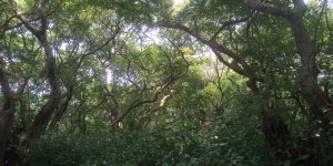 Tree, Ratargul, Sylhet, Bangladesh

