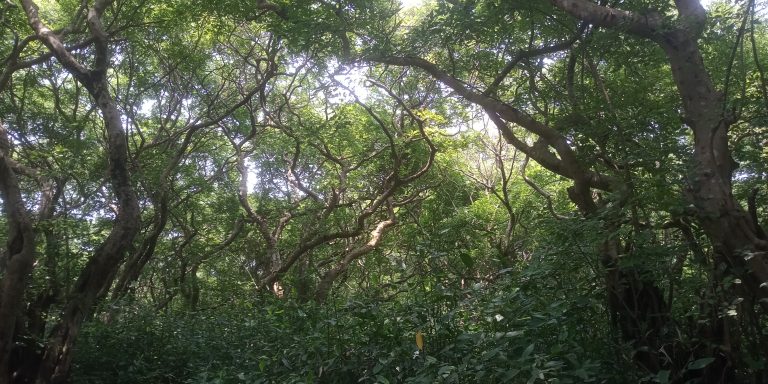 Tree, Ratargul, Sylhet, Bangladesh