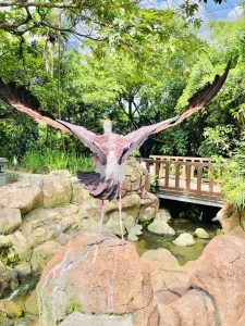 A yellow billed stork(Mycteria ibis) stretching the wings after the bath. From Kuala Lumpur Bird Park, Malaysia. The yellow billed storks are native to Eastern Africa.