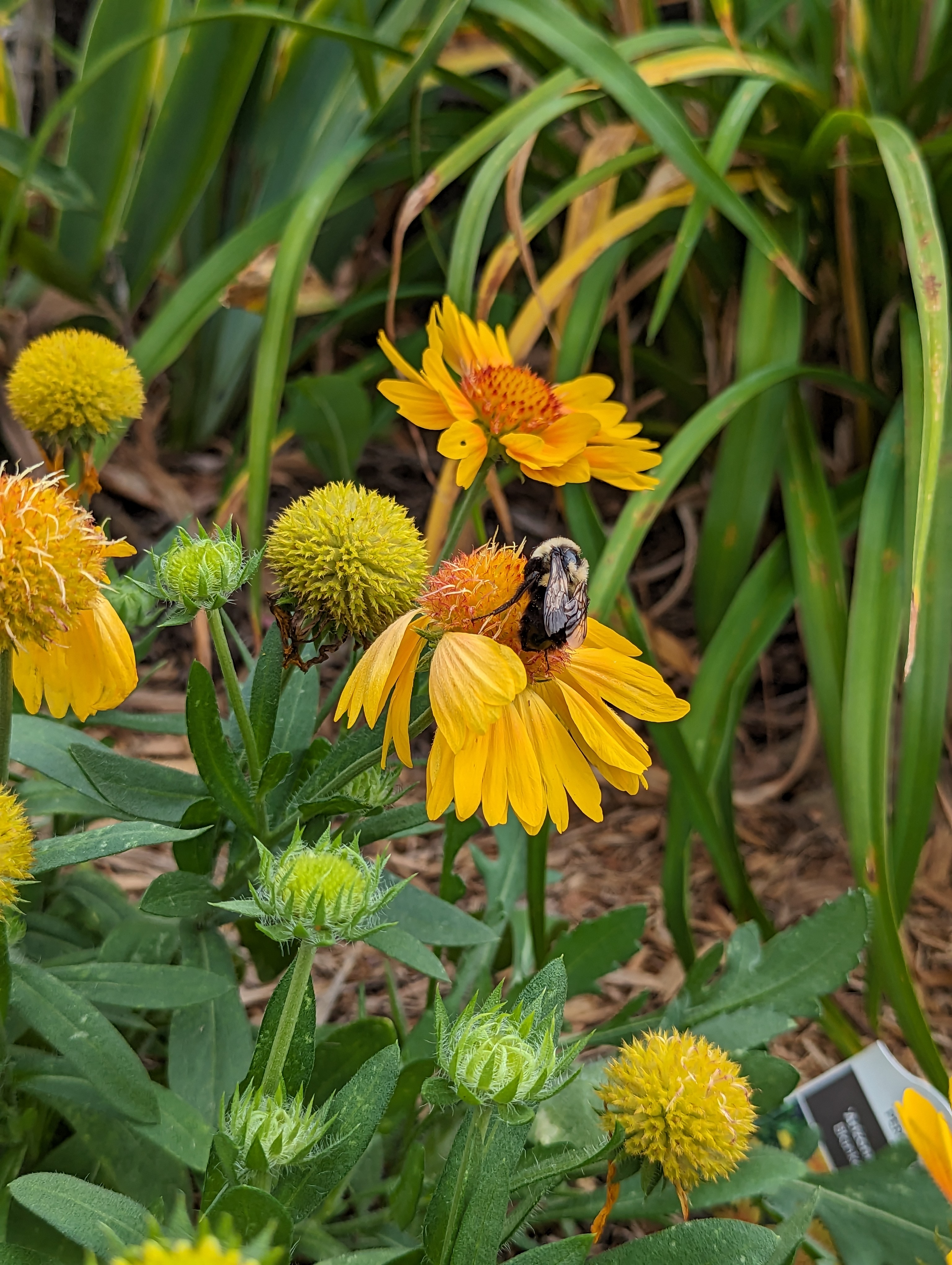 Yellow cactus flowers blooming with bee on them