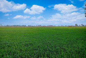 A grassland and a clear sky.